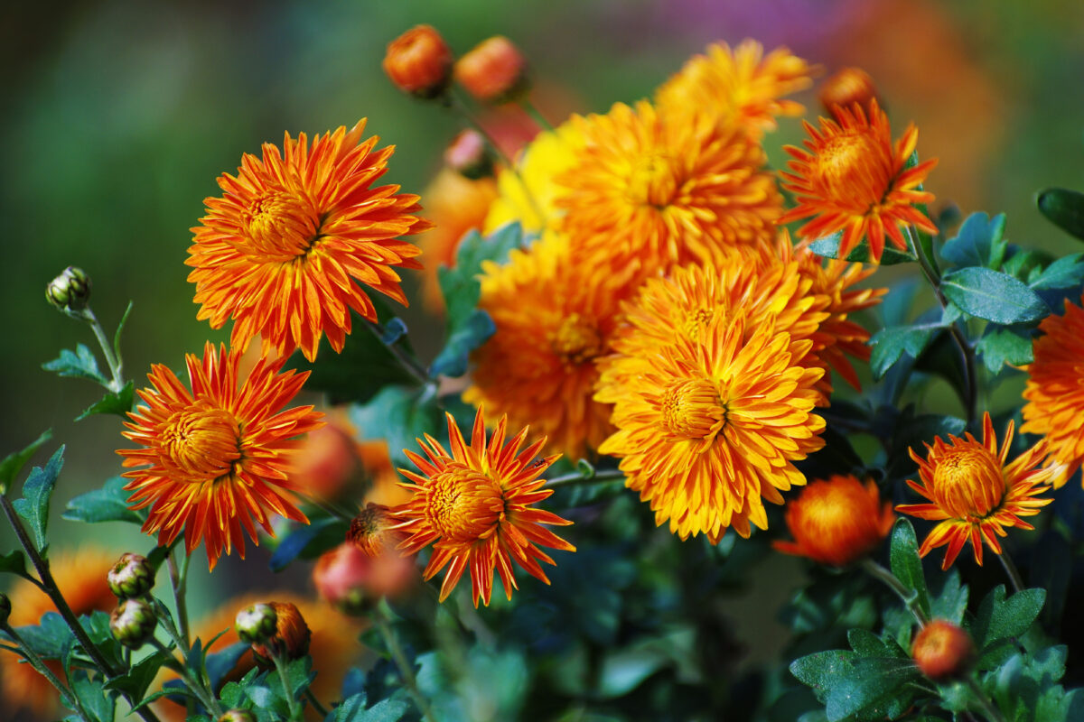 Five Fall Flowers to Plant in New Jersey Gardens
