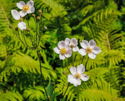 Seven Flowers to Include in Your New Jersey Fall Garden