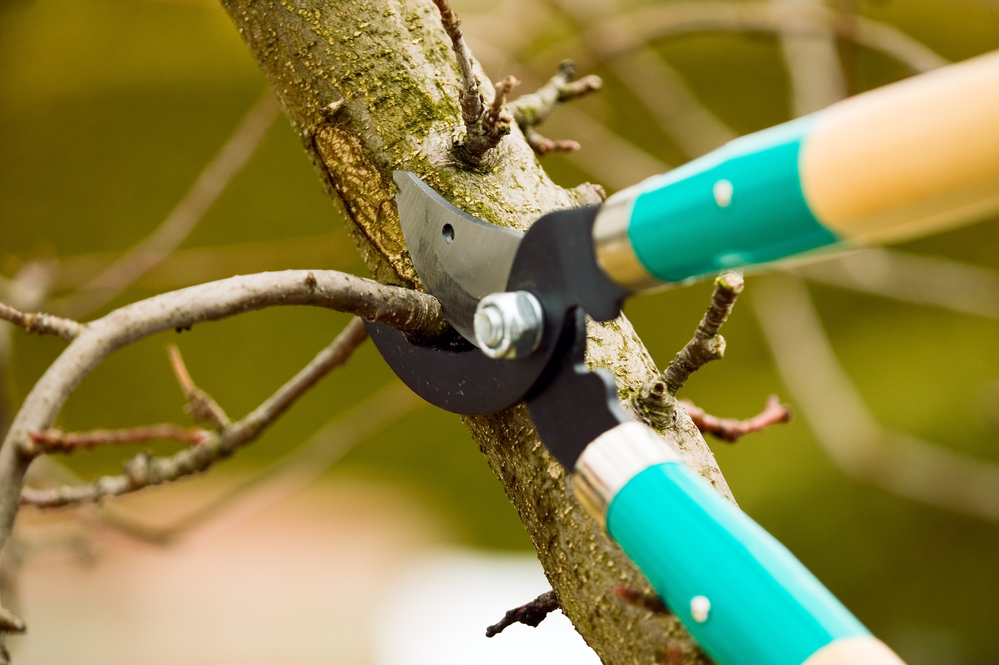 A Love That Grows: Transplanting a Tree for the Ultimate Wedding Backdrop