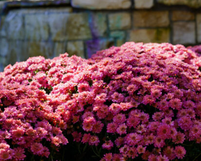 Mums For Landscaping In New Jersey