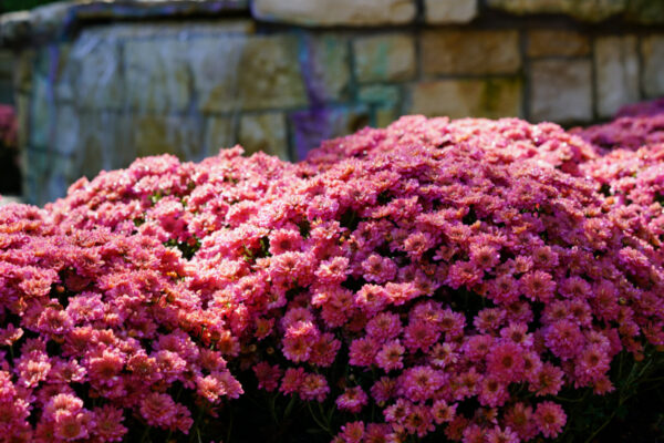 Mums For Landscaping In New Jersey