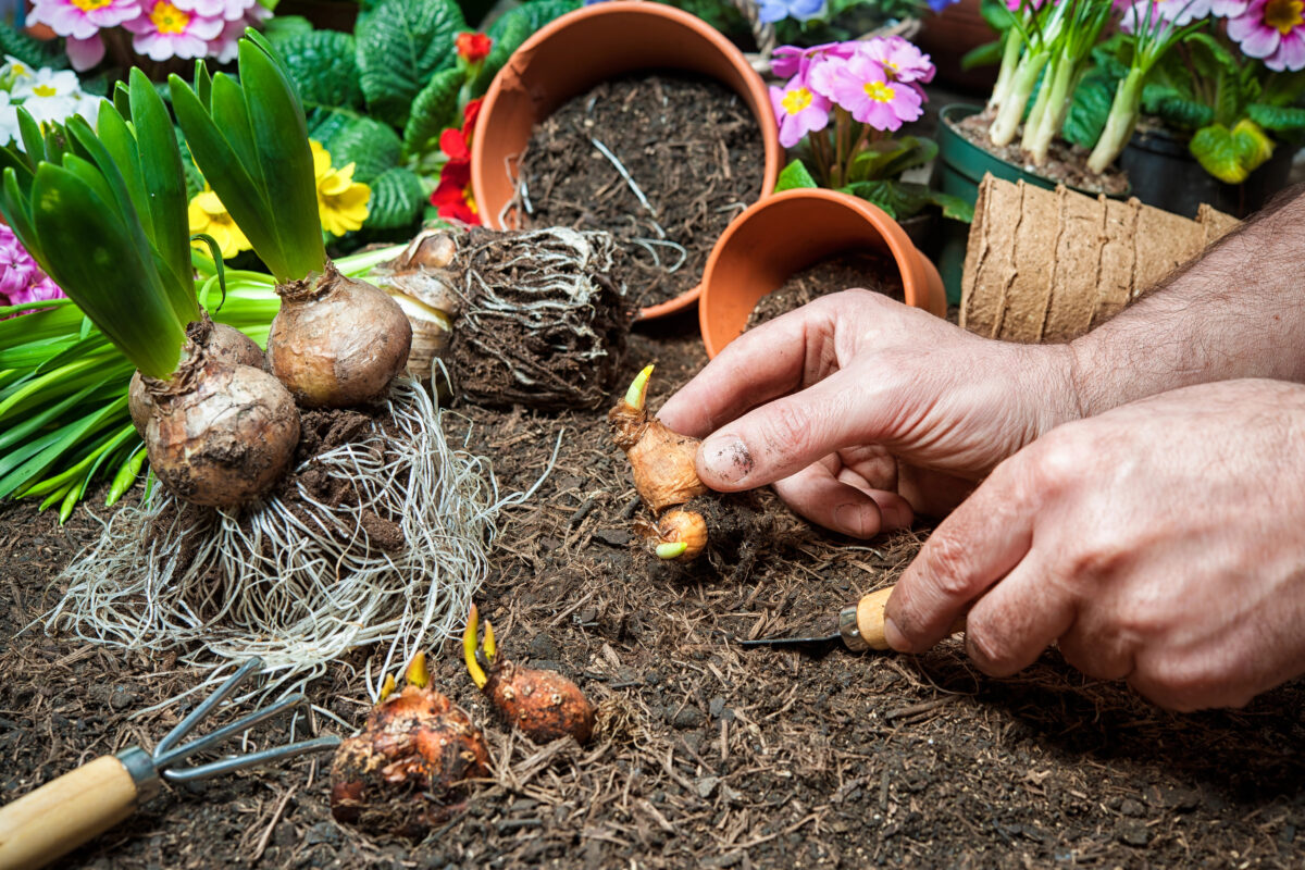 Why Fall Planting is Best for Spring Bulbs in New Jersey