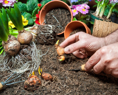 Why Fall Planting is Best for Spring Bulbs in New Jersey